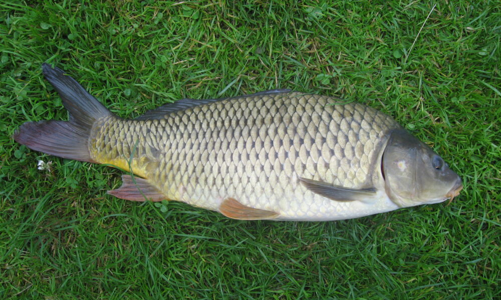Les Garennes-sur-Loire : Des dizaines de carpes retrouvées mortes dans le vieux Louet à cause de la chaleur et des algues