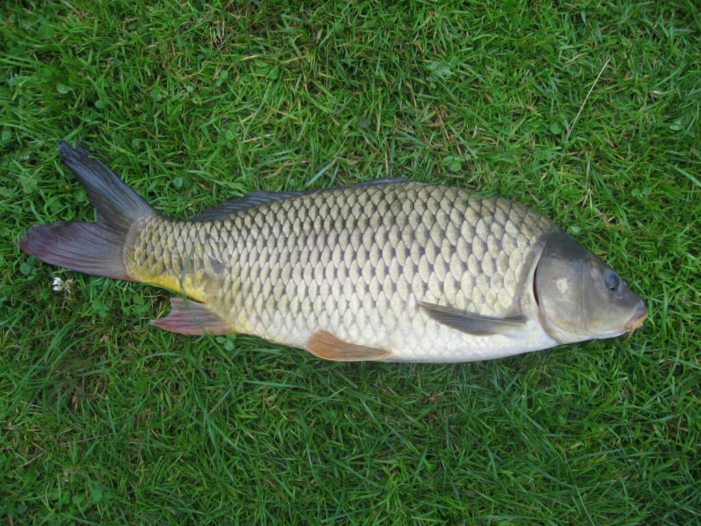 L’image actuelle n’a pas de texte alternatif. Le nom du fichier est : Cyprinus_carpio-scaled.jpeg