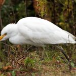 Une naissance historique au zoo de La Flèche : le héron garde-bœufs voit enfin le jour