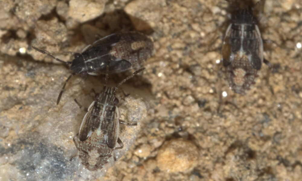 Mouchamps : Une invasion impressionnante de punaises des champs force la fermeture d’une route départementale