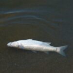 La canicule provoque une hécatombe de poissons dans un étang de la Vienne