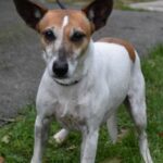 Adoption. TINA attend ses nouveaux maîtres à la SPAA d’Angers.
