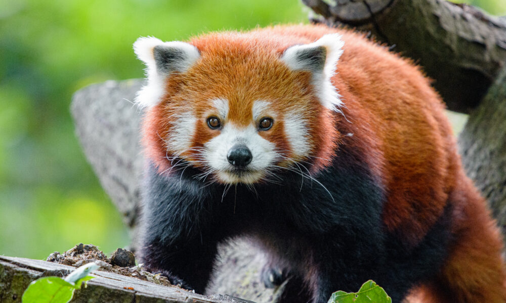 Une naissance exceptionnelle de pandas roux réjouit le zoo de Champrépus dans la Manche