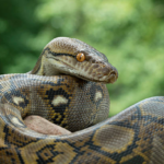 Un python porté disparu retrouvé caché dans une cloison à Saintes