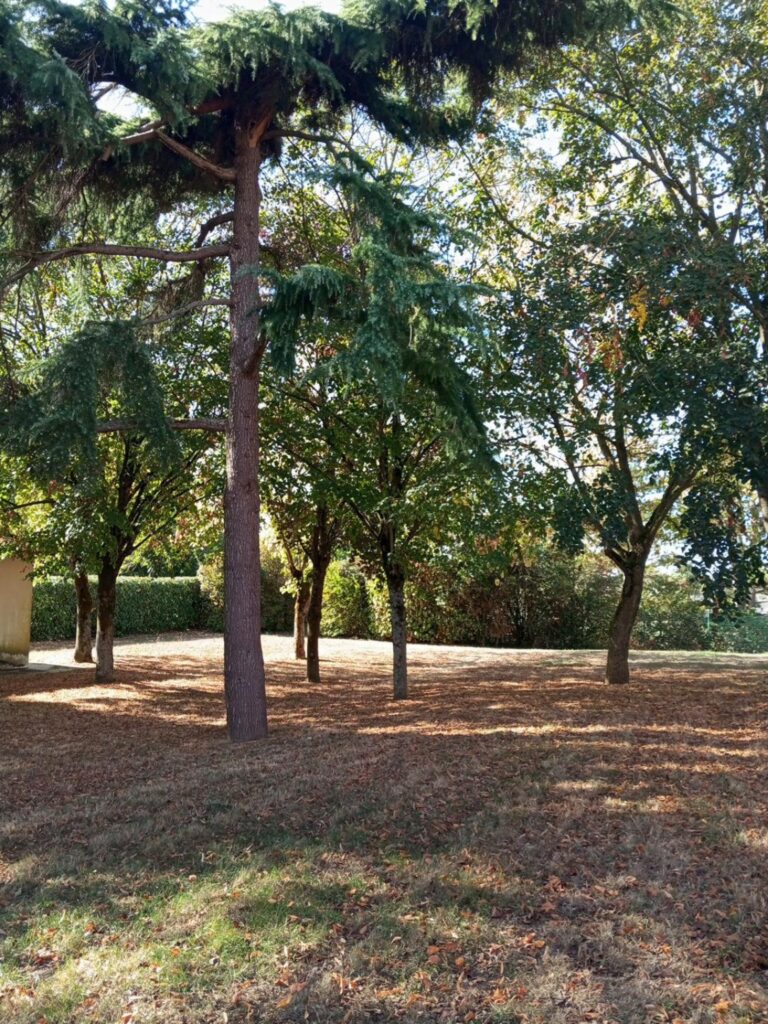 La parcelle arborée située à proximité de la piscine de l’Hyrôme pourrait accueillir les futurs terrains de padel à Chemillé-en-Anjou. Des habitants demandent que les arbres soient préservés et que des alternatives soient étudiées.