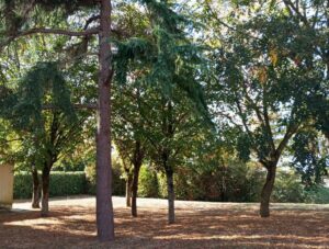 La parcelle arborée située à proximité de la piscine de l’Hyrôme pourrait accueillir les futurs terrains de padel à Chemillé-en-Anjou. Des habitants demandent que les arbres soient préservés et que des alternatives soient étudiées.