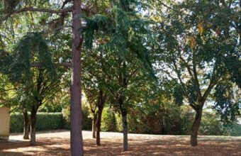 La parcelle arborée située à proximité de la piscine de l’Hyrôme pourrait accueillir les futurs terrains de padel à Chemillé-en-Anjou. Des habitants demandent que les arbres soient préservés et que des alternatives soient étudiées.