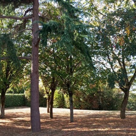 La parcelle arborée située à proximité de la piscine de l’Hyrôme pourrait accueillir les futurs terrains de padel à Chemillé-en-Anjou. Des habitants demandent que les arbres soient préservés et que des alternatives soient étudiées.