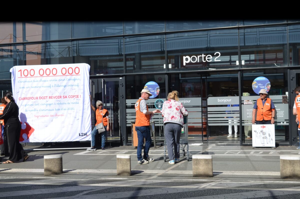 À Angers, les bénévoles de L214 se sont mobilisés ce samedi 19 septembre devant Carrefour Saint-Serge. L’association demande à l’enseigne de réduire de moitié le nombre d’animaux tués d’ici 2030.