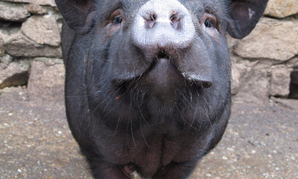 Un cochon en divagation le long de la route à Val-de-la-Hune retrouve ses propriétaires grâce à la solidarité en ligne