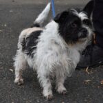 Adoption. ZAZOU attend ses nouveaux maîtres à la SPAA d’Angers.