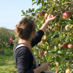 cueillette pommes Maine-et-Loire, cueillette pommes Angers, pommes à cueillir Maine-et-Loire, vergers Maine-et-Loire, pommes bio Angers, verger Angers, cueillette fruits Maine-et-Loire, sortie famille Maine-et-Loire