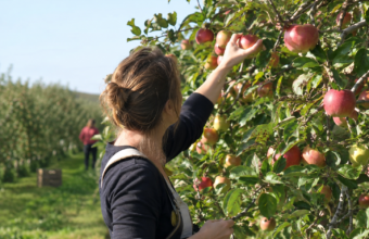cueillette pommes Maine-et-Loire, cueillette pommes Angers, pommes à cueillir Maine-et-Loire, vergers Maine-et-Loire, pommes bio Angers, verger Angers, cueillette fruits Maine-et-Loire, sortie famille Maine-et-Loire