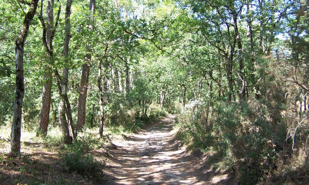 L’incroyable histoire enfouie sous la forêt de la Coubre en Charente-Maritime