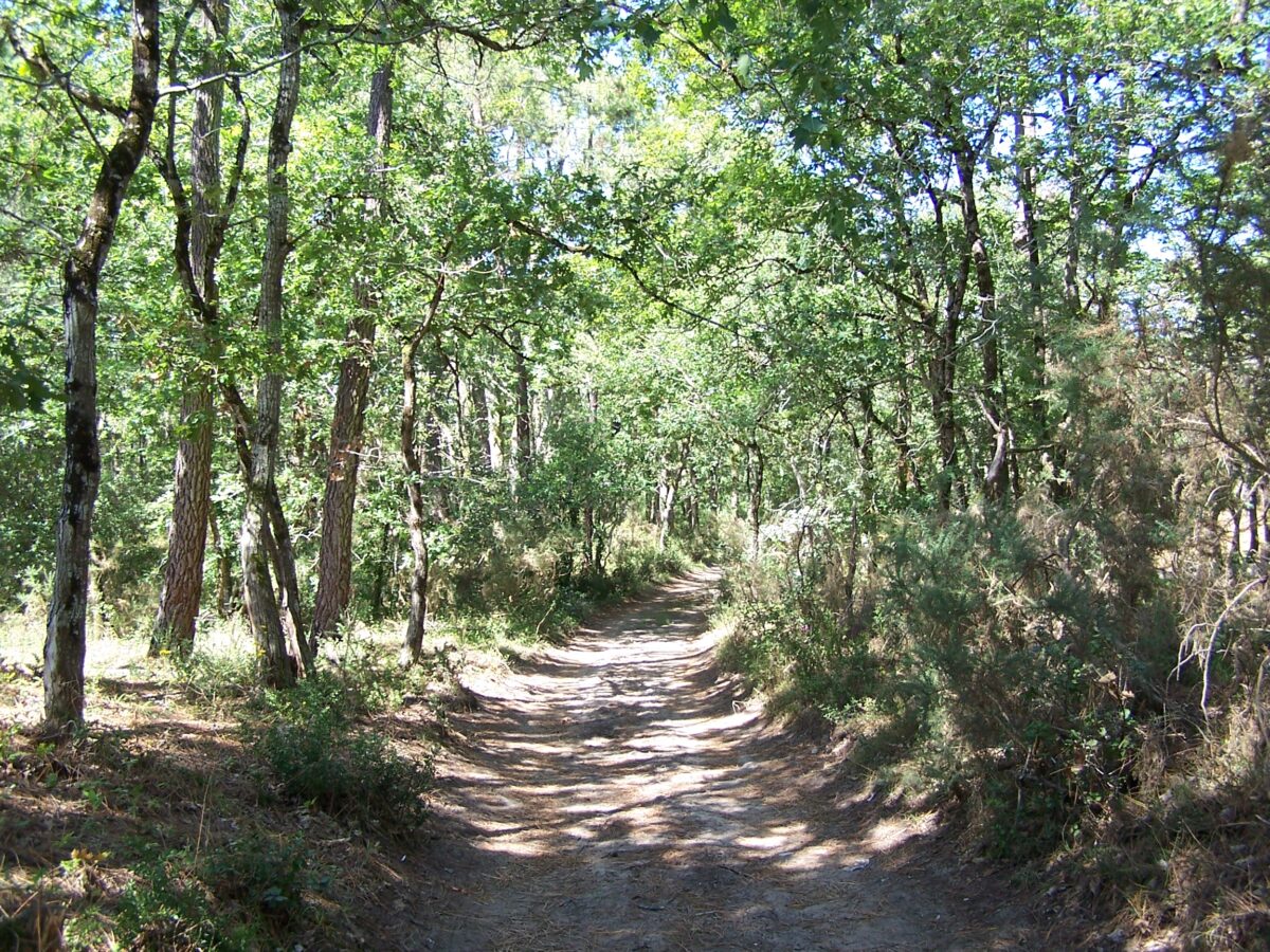 L’image actuelle n’a pas de texte alternatif. Le nom du fichier est : Foret_de_la_Coubre_013.jpg