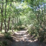 L’incroyable histoire enfouie sous la forêt de la Coubre en Charente-Maritime