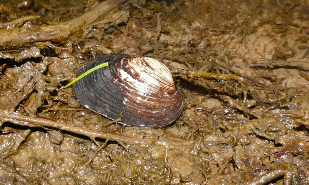 En Manche, menacée d’extinction, la moule des rivières fait l’objet de toutes les attentions pour sa sauvegarde