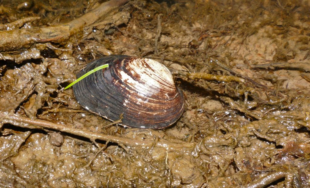 L’image actuelle n’a pas de texte alternatif. Le nom du fichier est : Freshwater_Mussel_Potomida_littoralis_empty_shell_found_on_the_bank_of_Orne_river_16590902404-scaled.jpg