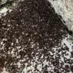 Des punaises envahissent des maisons dans la Manche : un phénomène inhabituel