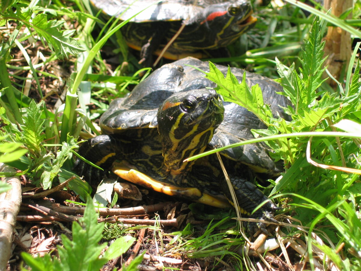 L’image actuelle n’a pas de texte alternatif. Le nom du fichier est : Roodwangsierschildpad.jpg