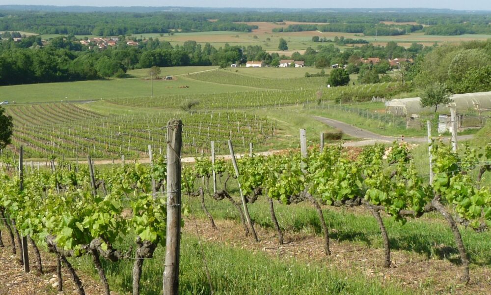 À Saint-Georges-des-Agoûts, les vignobles Morandière réinventent l’IGP Vin de Pays Charentais pour séduire les jeunes consommateurs