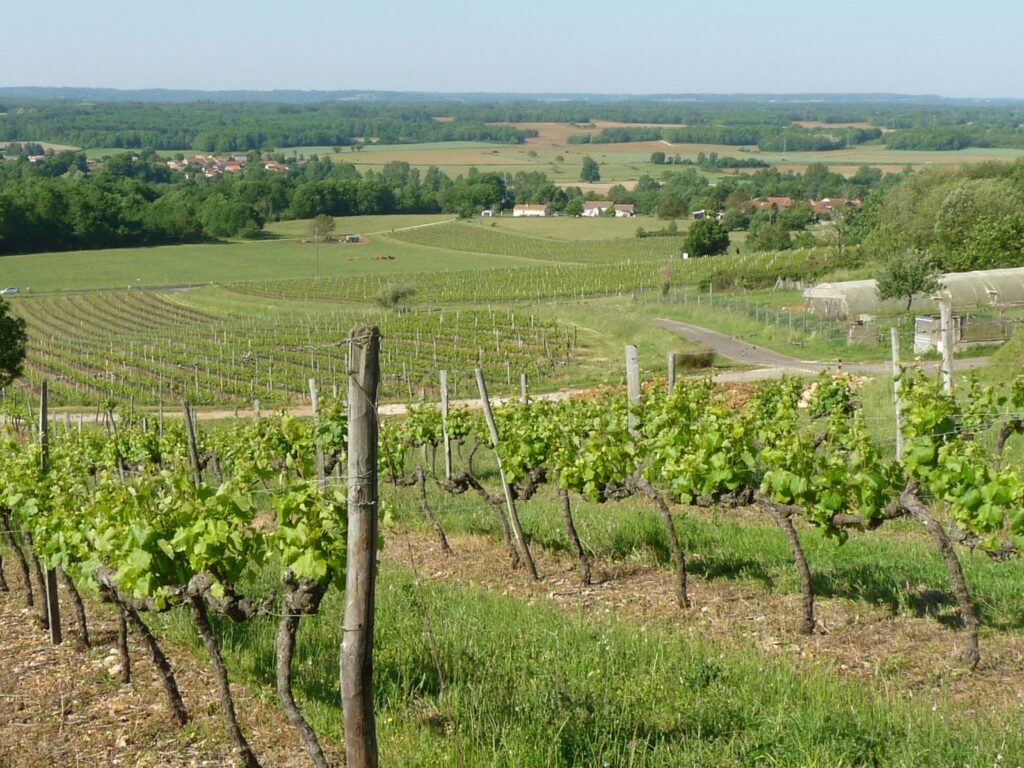 L’image actuelle n’a pas de texte alternatif. Le nom du fichier est : Stsornin_vigne.jpeg