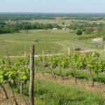 À Saint-Georges-des-Agoûts, les vignobles Morandière réinventent l’IGP Vin de Pays Charentais pour séduire les jeunes consommateurs