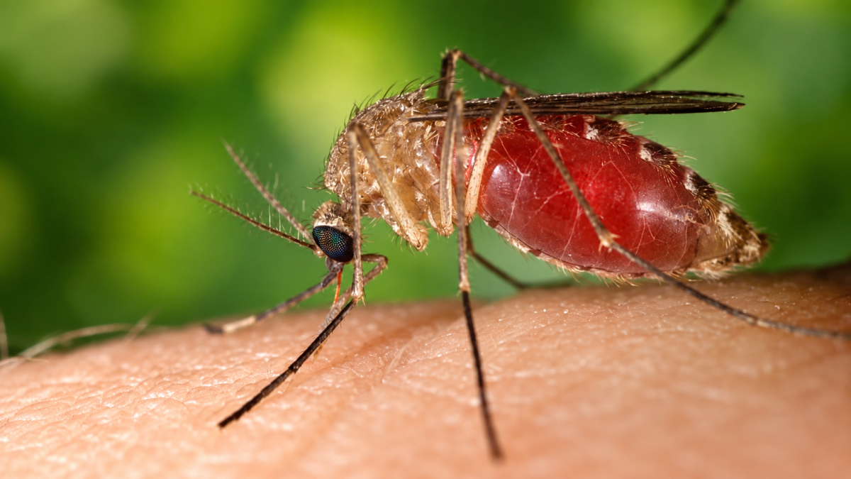 Un virus jusqu’ici surtout associé au sud de la France vient d’être détecté pour la première fois chez l’être humain en Maine-et-Loire. Comment se transmet-il, quels sont les symptômes et surtout comment se soigne le virus West Nile ?