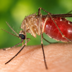 Virus West Nile : un premier cas humain identifié en Maine-et-Loire, ce que l’on sait de cette maladie transmise par les moustiques Un virus jusqu’ici surtout associé au sud de la France vient d’être détecté pour la première fois chez l’être humain en Maine-et-Loire. Comment se transmet-il, quels sont les symptômes et surtout comment se soigne le virus West Nile ?