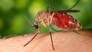 Un virus jusqu’ici surtout associé au sud de la France vient d’être détecté pour la première fois chez l’être humain en Maine-et-Loire. Comment se transmet-il, quels sont les symptômes et surtout comment se soigne le virus West Nile ?