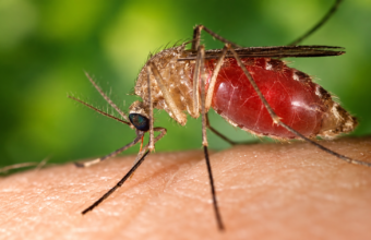 Un virus jusqu’ici surtout associé au sud de la France vient d’être détecté pour la première fois chez l’être humain en Maine-et-Loire. Comment se transmet-il, quels sont les symptômes et surtout comment se soigne le virus West Nile ?