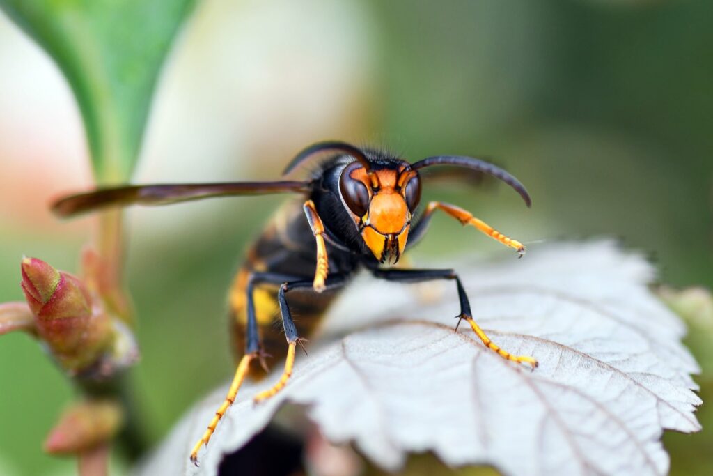 L’image actuelle n’a pas de texte alternatif. Le nom du fichier est : christels-hornet-9964337_1920.jpg