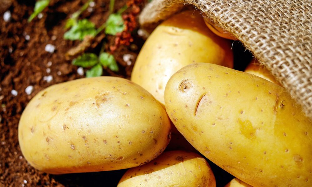 Championnat de lancer de patates et festivités : la Fête de la patat’ revient à Saint-Ouen-de-Mimbré