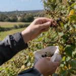 Maine-et-Loire : pourquoi des habitants vont partir à la recherche de graines dans les haies ce mercredi À Cossé-d’Anjou, des habitants vont arpenter les vieilles haies bocagères ce mercredi pour récolter des graines. Une initiative portée par Horizon Bocage qui doit permettre de produire de nouveaux arbres et de nouvelles haies à partir de végétaux locaux.