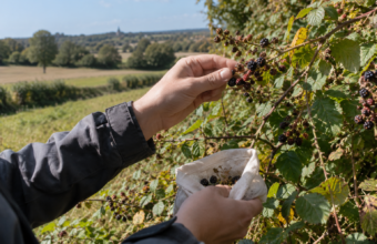À Cossé-d’Anjou, des habitants vont arpenter les vieilles haies bocagères ce mercredi pour récolter des graines. Une initiative portée par Horizon Bocage qui doit permettre de produire de nouveaux arbres et de nouvelles haies à partir de végétaux locaux.