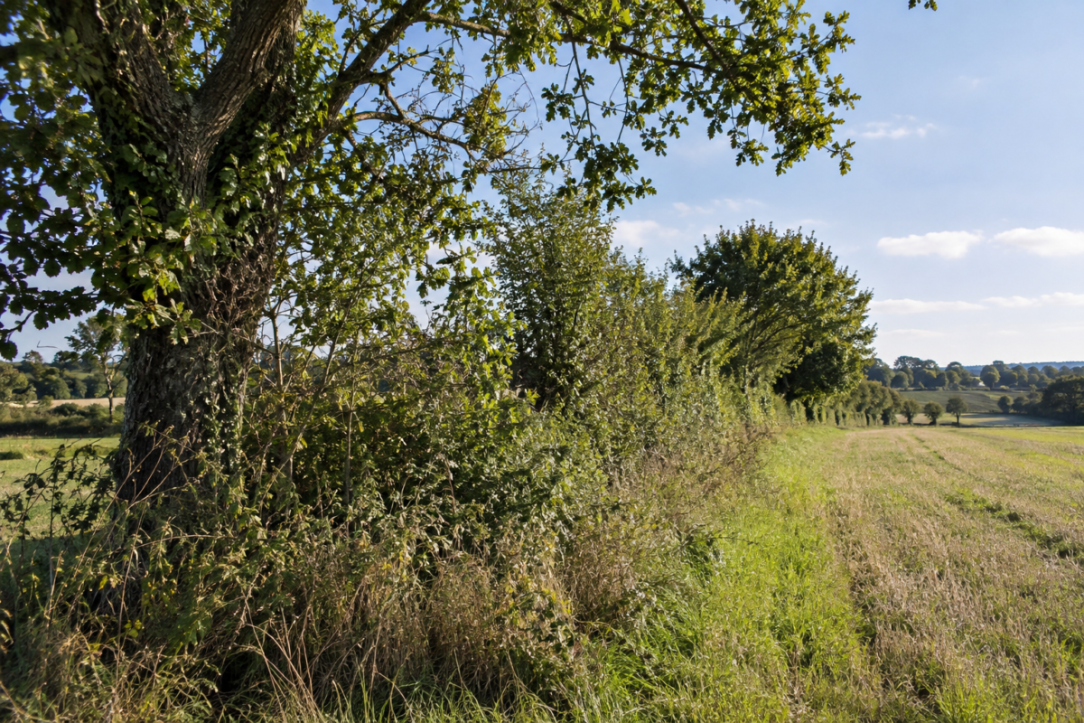 Une nouvelle plantation, même si elle occupe la même longueur, ne possède pas immédiatement les mêmes caractéristiques.