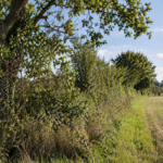Maine-et-Loire : pourquoi la LPO s’inquiète des nouvelles règles qui pourraient changer le sort des haies Une nouvelle plantation, même si elle occupe la même longueur, ne possède pas immédiatement les mêmes caractéristiques.