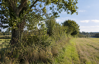 Une nouvelle plantation, même si elle occupe la même longueur, ne possède pas immédiatement les mêmes caractéristiques.