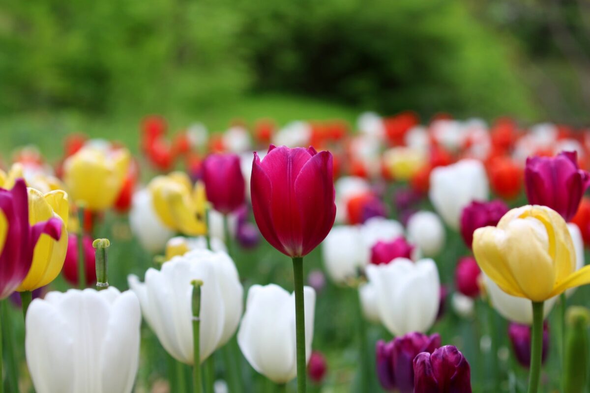 L’image actuelle n’a pas de texte alternatif. Le nom du fichier est : manseok_kim-tulip-10404468_1920.jpg