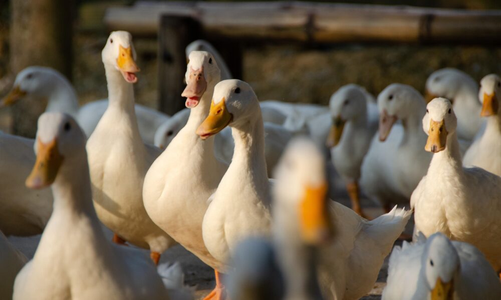 Un foyer de grippe aviaire identifié à Longué-Jumelles entraîne l’abattage de 7 600 canards