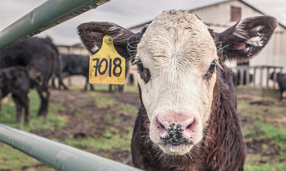 530 000 € d’impayés après la vente d’une ferme, la détresse d’anciens agriculteurs ornais