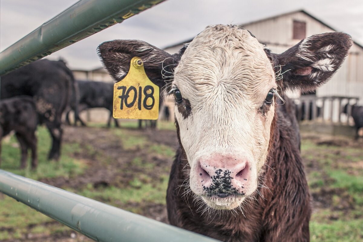 L’image actuelle n’a pas de texte alternatif. Le nom du fichier est : ryanmcguire-calf-362170_1920.jpg