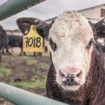 530 000 € d’impayés après la vente d’une ferme, la détresse d’anciens agriculteurs ornais