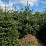 À Angers, ce sapin de Noël décroche une première reconnaissance française et européenne historique