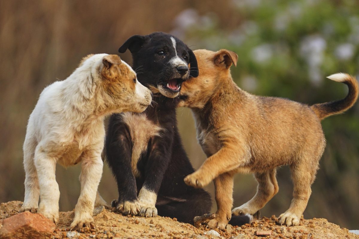 L’image actuelle n’a pas de texte alternatif. Le nom du fichier est : 13217624-dog-8495584_1920.jpg