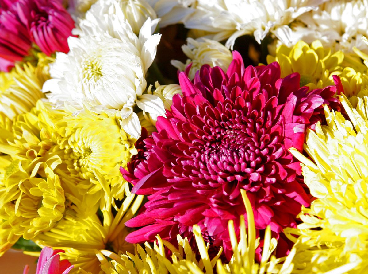 L’image actuelle n’a pas de texte alternatif. Le nom du fichier est : Chrysanthemums.jpg