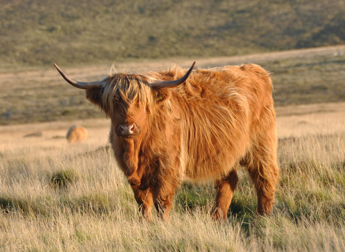 L’image actuelle n’a pas de texte alternatif. Le nom du fichier est : Cow_on_Pupers-scaled.jpg