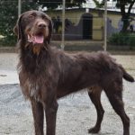 Adoption.Le chien ILO attend ses nouveaux maîtres à la SPAA d’Angers.