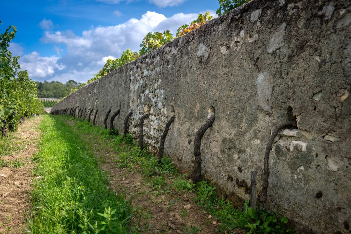 Un domaine fondé en 1890, une méthode de culture singulière et un patrimoine hospitalier : le Clos Cristal confie son exploitation à de nouveaux repreneurs, sans changer de propriétaire.