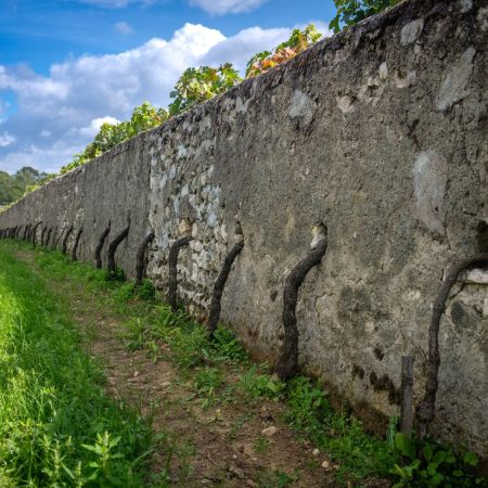 Un domaine fondé en 1890, une méthode de culture singulière et un patrimoine hospitalier : le Clos Cristal confie son exploitation à de nouveaux repreneurs, sans changer de propriétaire.